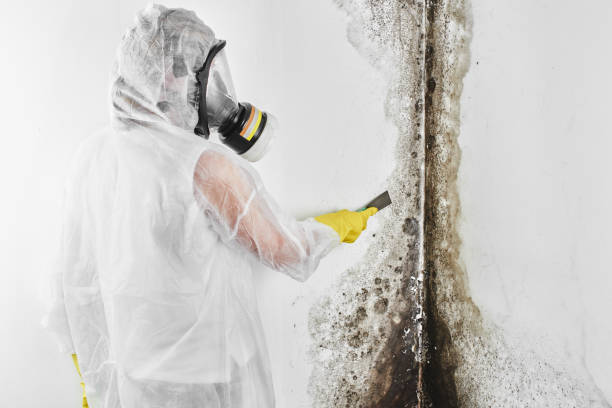 Best Residential Mold Removal  in Wrightsboro, NC