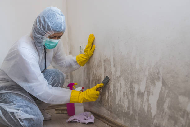 Best Home Mold Removal  in Wrightsboro, NC