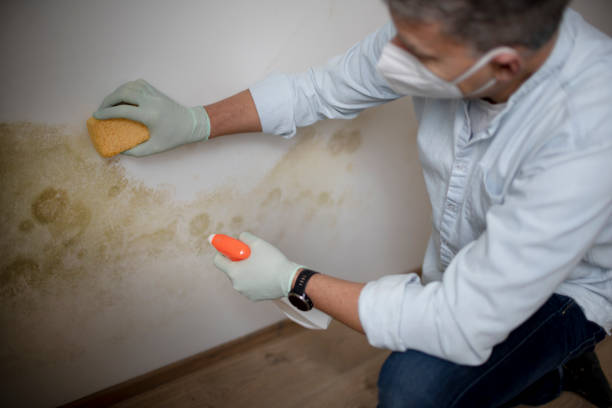 Best Toxic Mold Removal  in Wrightsboro, NC