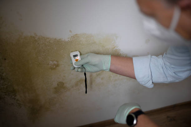 Trusted Wrightsboro, NC Mold Removal Experts
