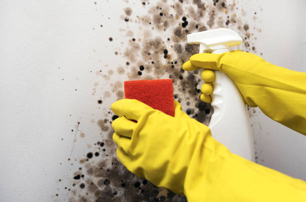 Best Same-Day Mold Removal  in Wrightsboro, NC