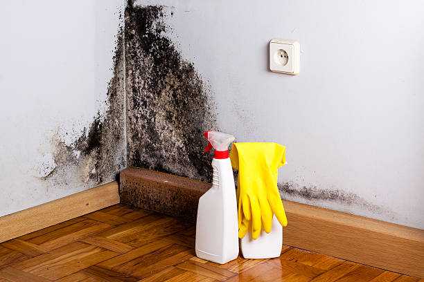 Mold Removal Process in Wrightsboro, NC