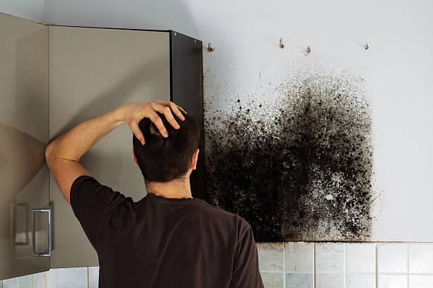Best Mold Inspection  in Wrightsboro, NC