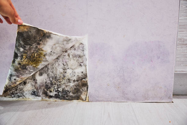 Best Best Mold Removal Companies  in Wrightsboro, NC